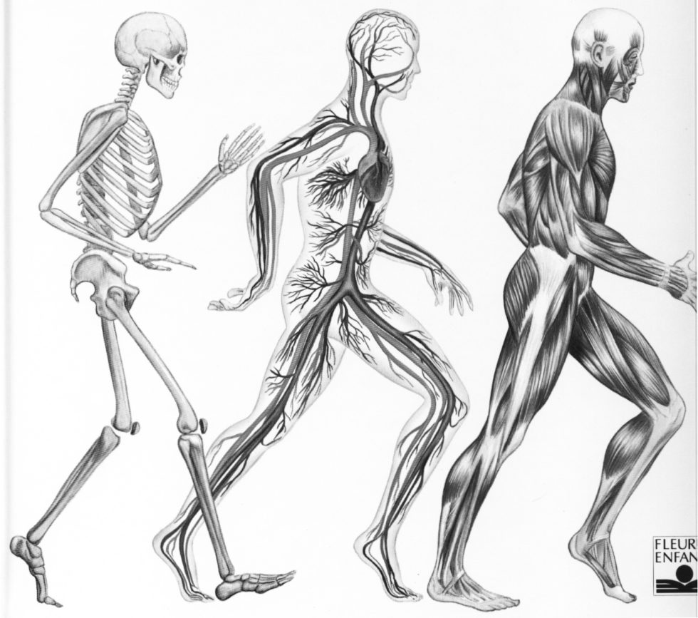 anatomie du corps humain